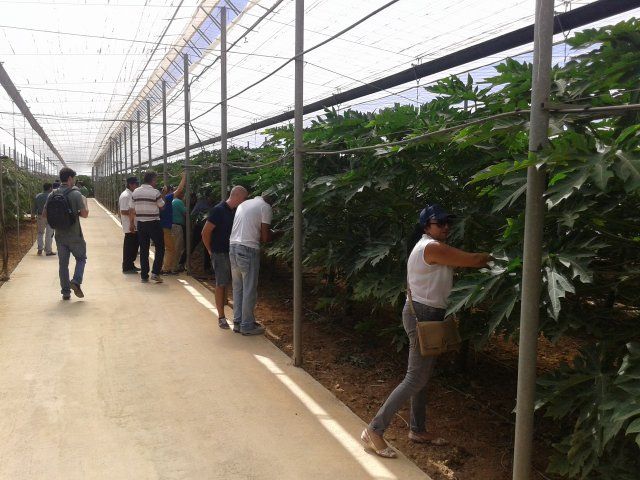 Agricultores mazarroneros muestran su interés por el cultivo de frutos tropicales