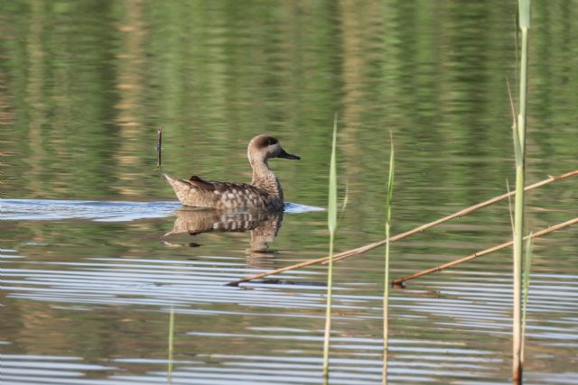 Liberadas 20 cercetas pardillas que permanecían en el jaulón de aclimatación en las lagunas Las Moreras de Mazarrón