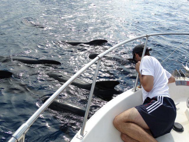 Bautismos de buceo y avistamientos de cetáceos con la concejalía de Juventud de Mazarrón