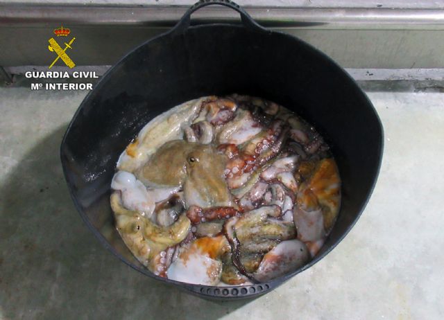 La Guardia Civil se incauta de 20 kilos de pulpo en  Mazarrón