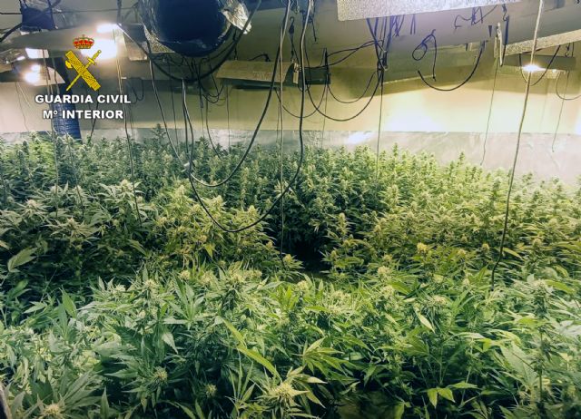 La Guardia Civil desmantela un nuevo invernadero con 850 plantas de marihuana en un dúplex de Puerto de Mazarrón