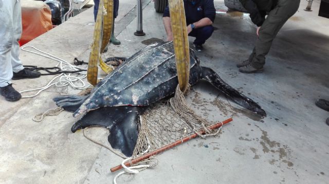 Rescatado un ejemplar de tortuga laúd en aguas de Mazarrón y trasladado al Oceanogràfic de Valencia para la recuperación de sus lesiones