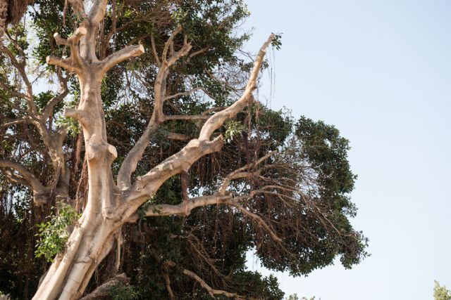 Podan el ficus de Rihuete alto para evitar accidentes